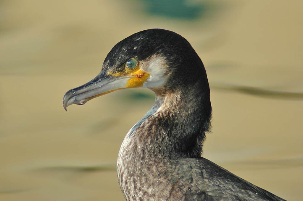 cormoran-muelle-palma
