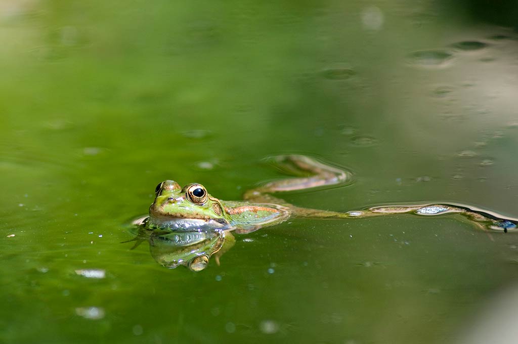 mallorcan-frog