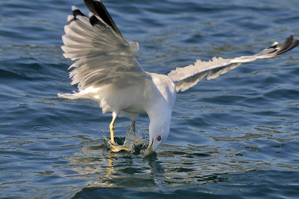 seagull-sea