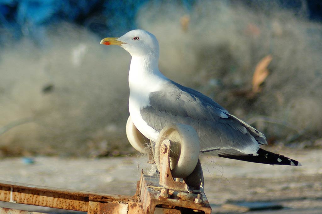 seagull-still