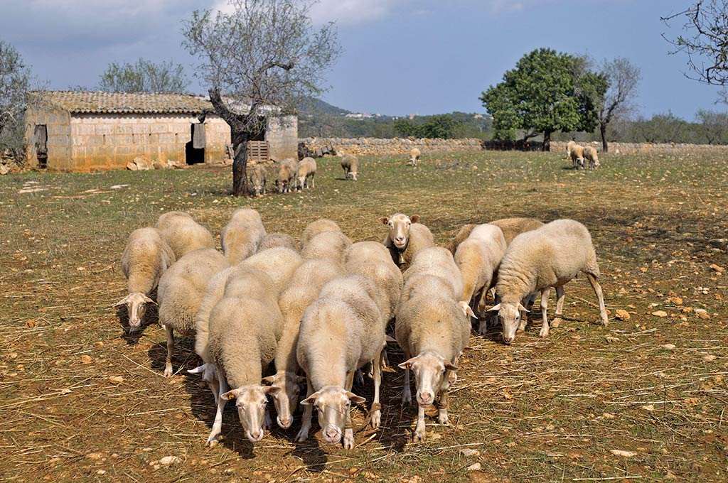 sheeps-campos